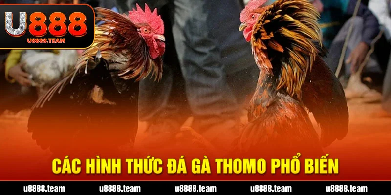 Các Hình Thức Đá Gà ThoMo Phổ Biến