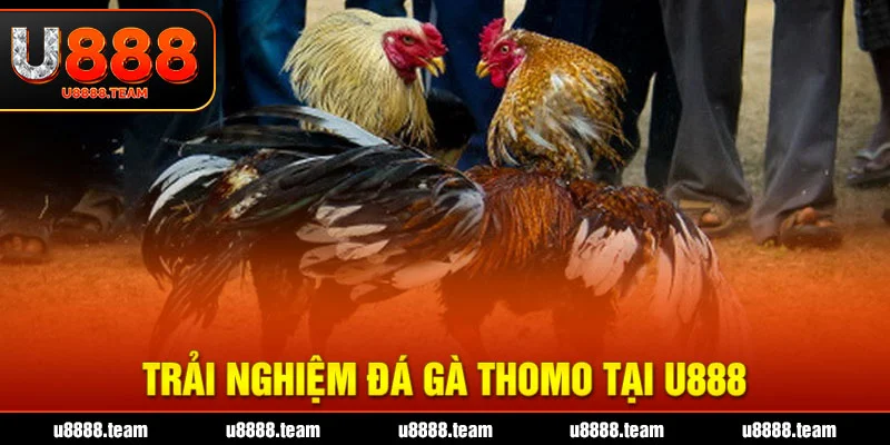 Trải Nghiệm Đá Gà ThoMo Tại U888